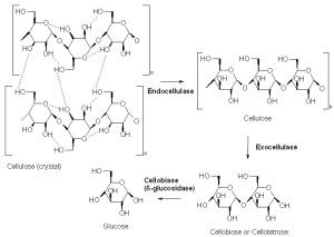 Reacciones catalizadas por la celulasa