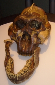 Cráneo de Paranthropus boisei